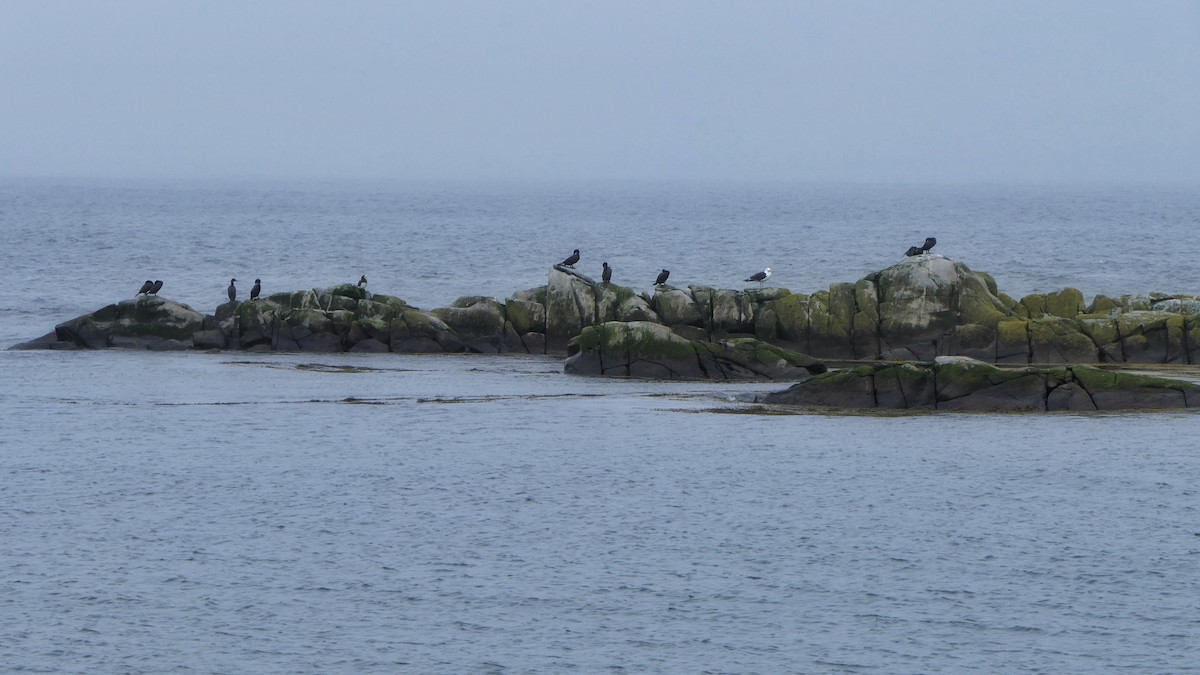 Brown Booby (Atlantic) - ML589367991