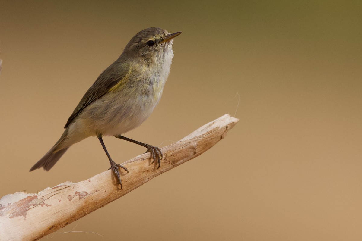 Common Chiffchaff (Common) - ML589369241