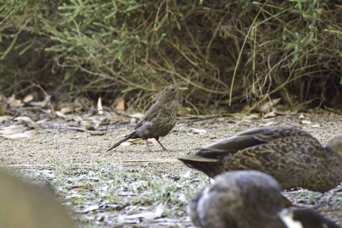 Eurasian Blackbird - ML589369361