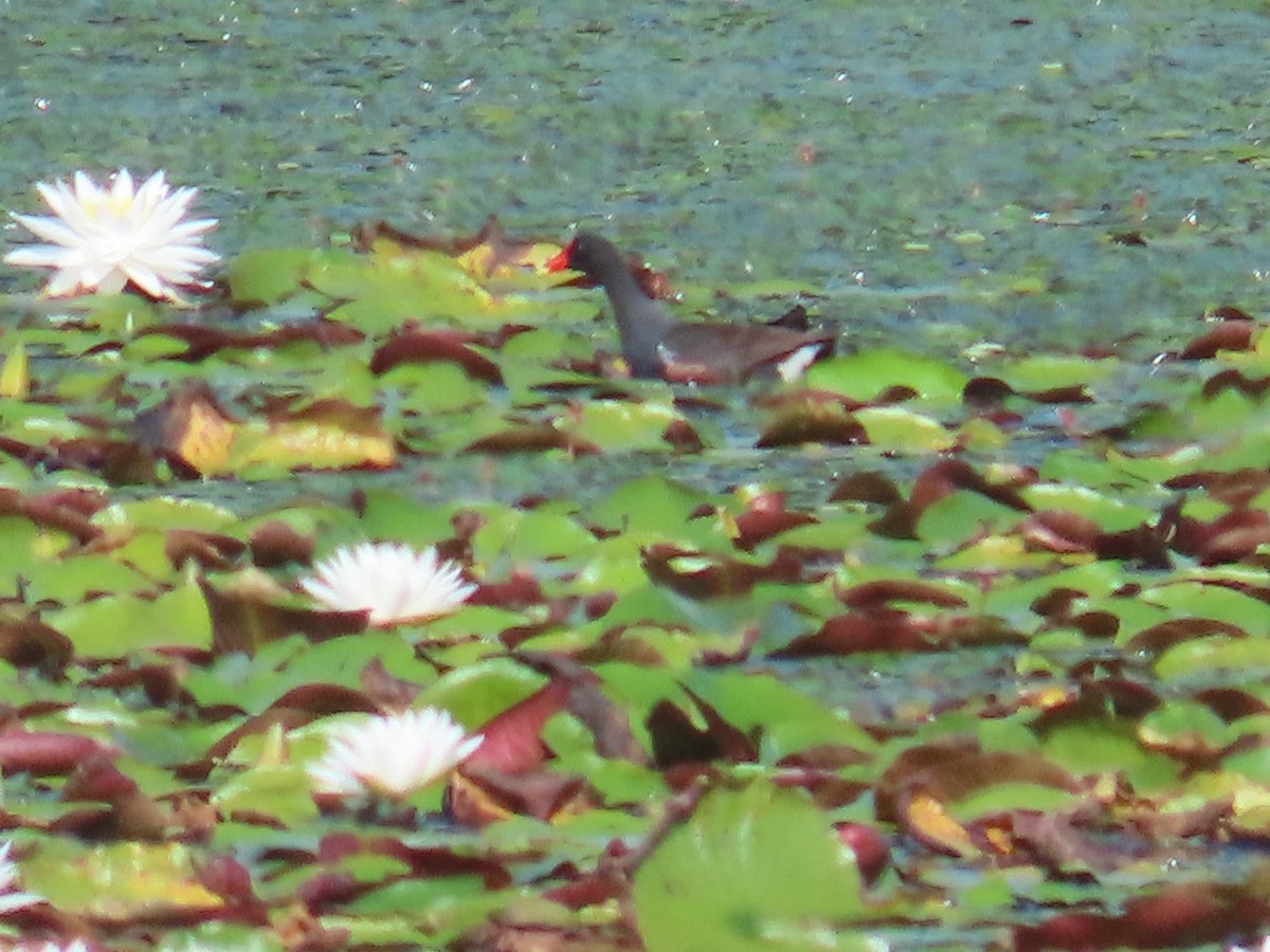 Common Gallinule - ML589370701