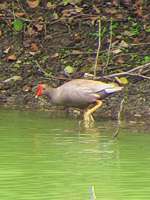 Common Gallinule - ML589371961