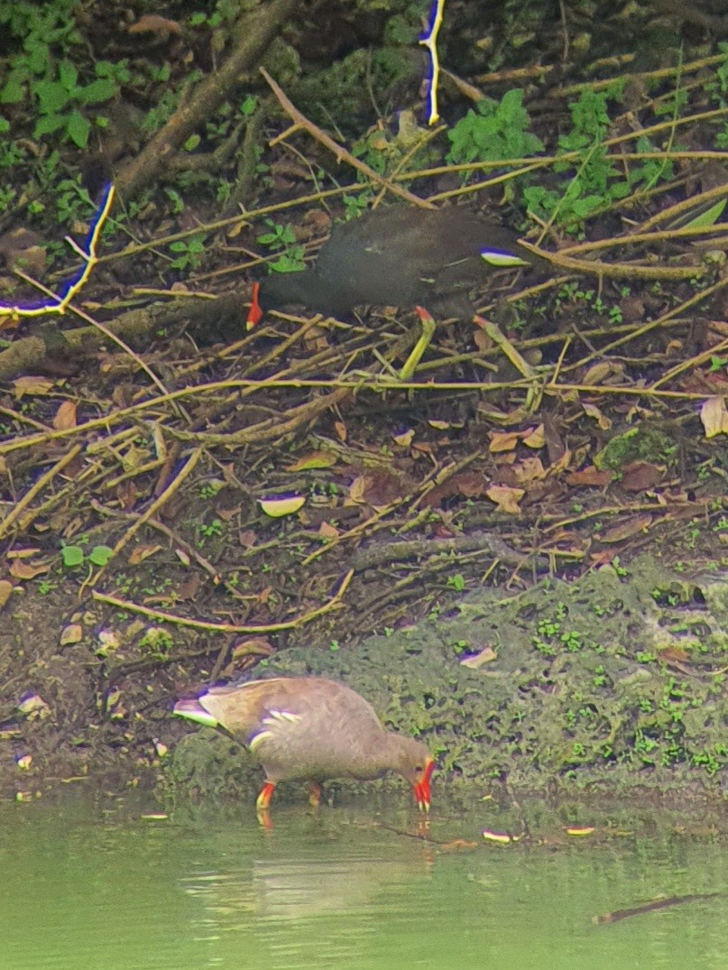 Common Gallinule - ML589371971
