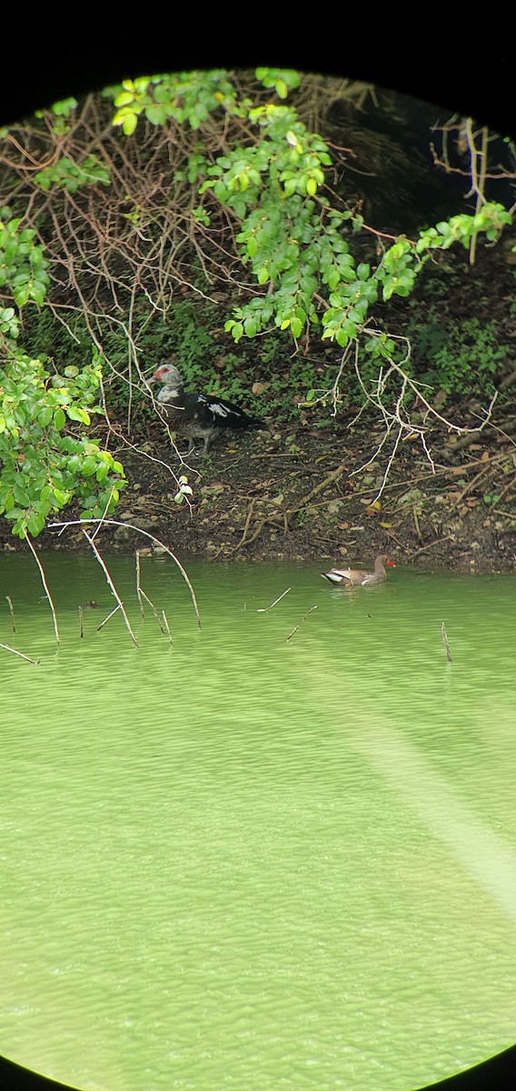 Muscovy Duck (Domestic type) - ML589372321