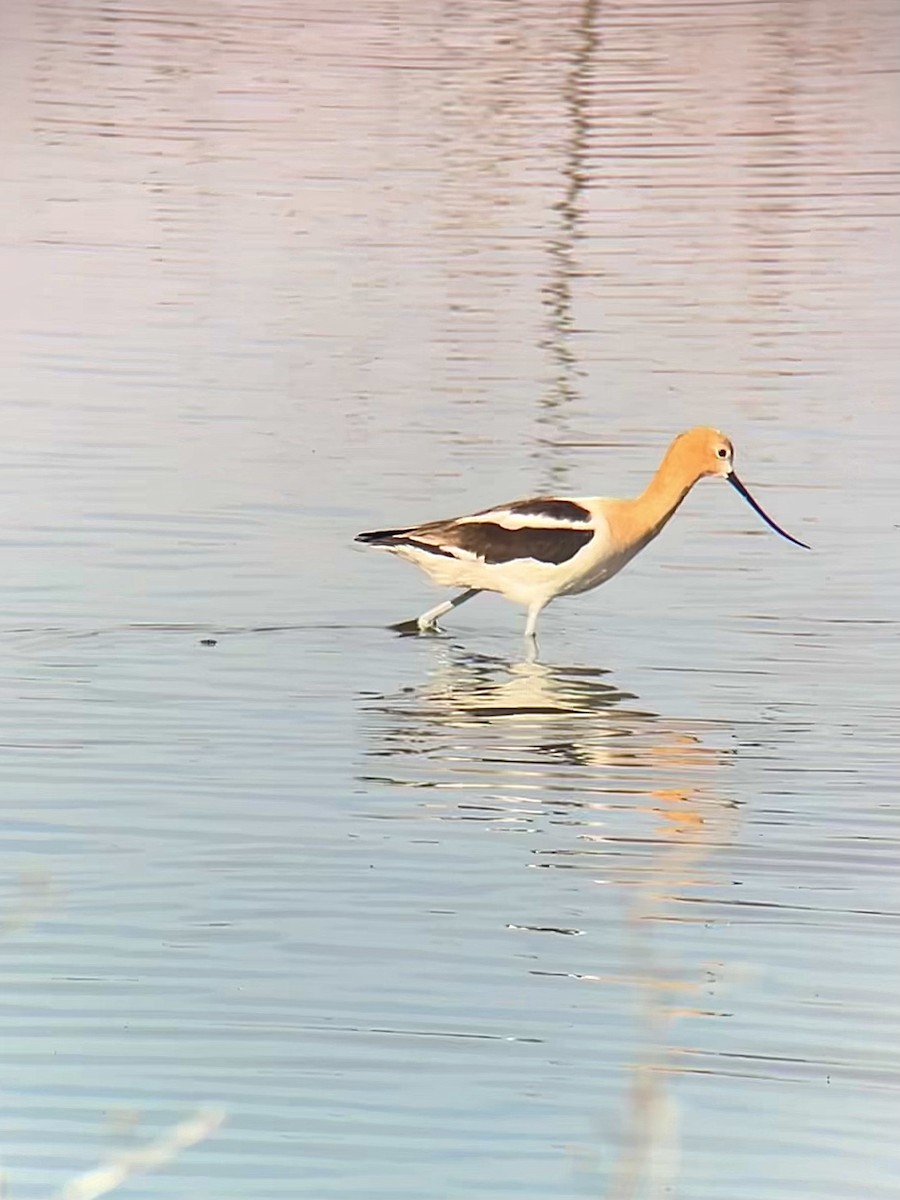 American Avocet - Andrew Whetten