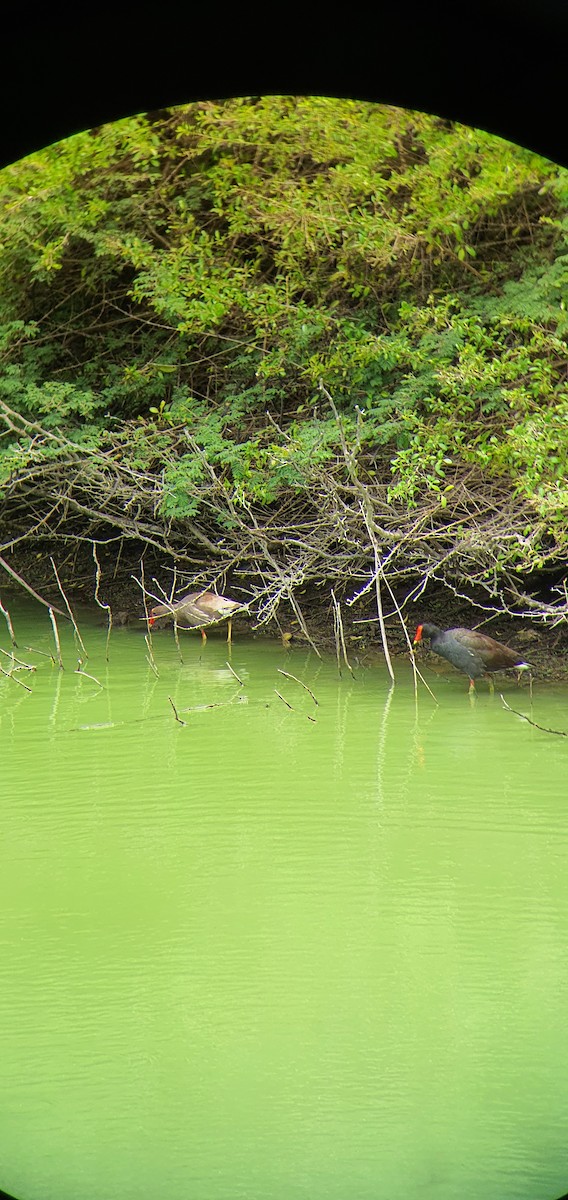 Common Gallinule - ML589372571