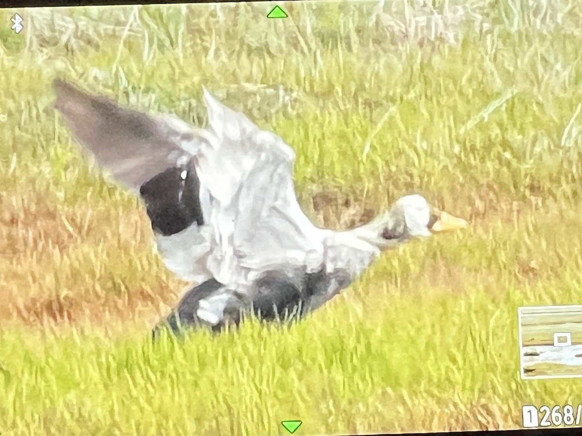 Spectacled Eider - ML589373201