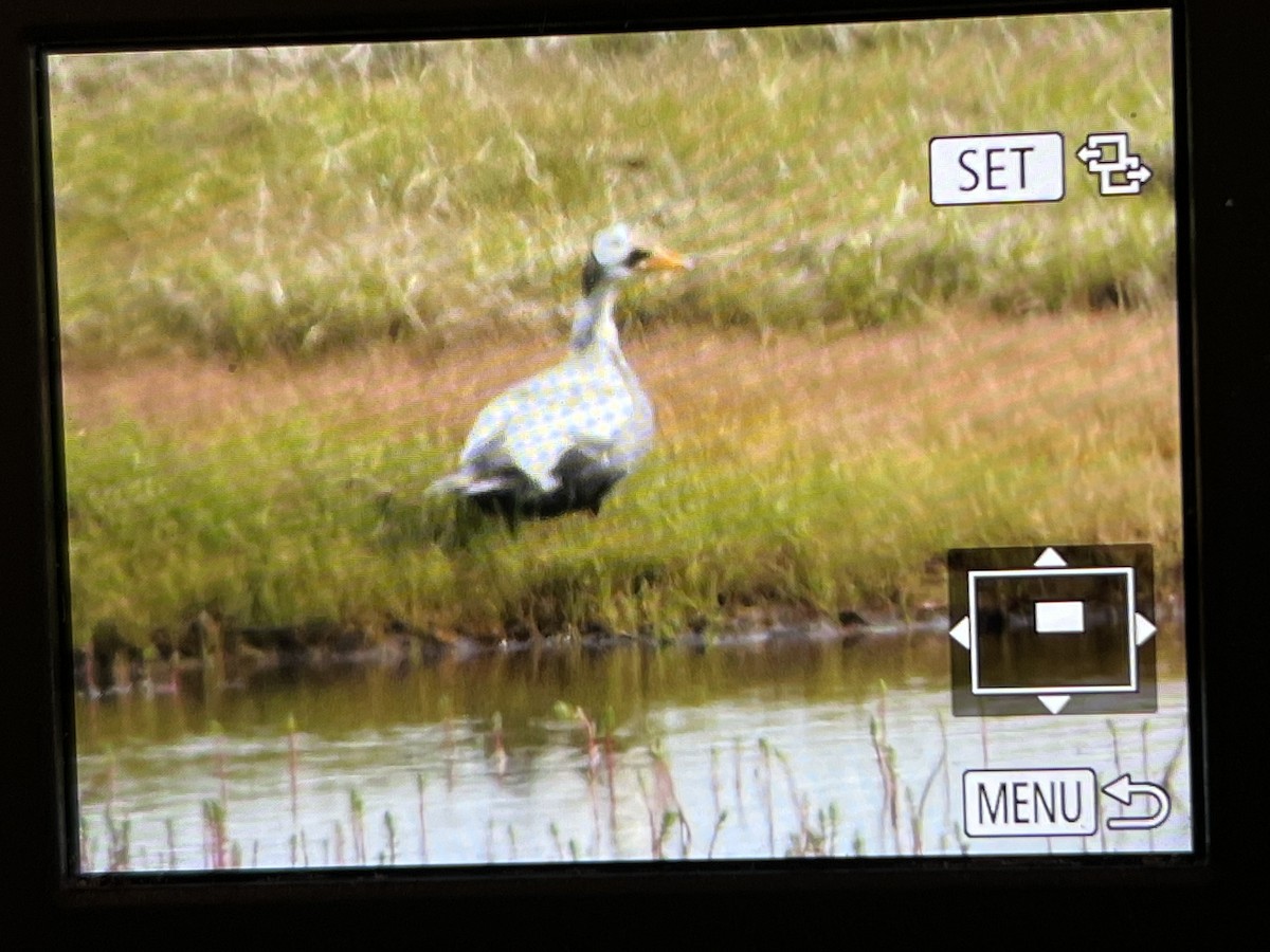 Spectacled Eider - ML589373211