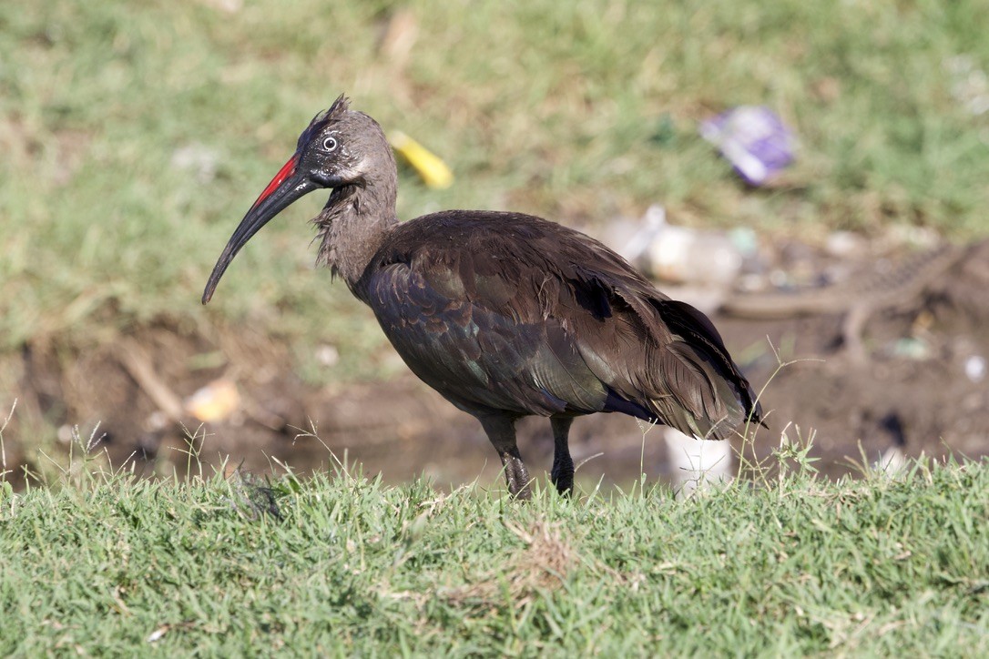 Hadada Ibis - Gabriel Leite