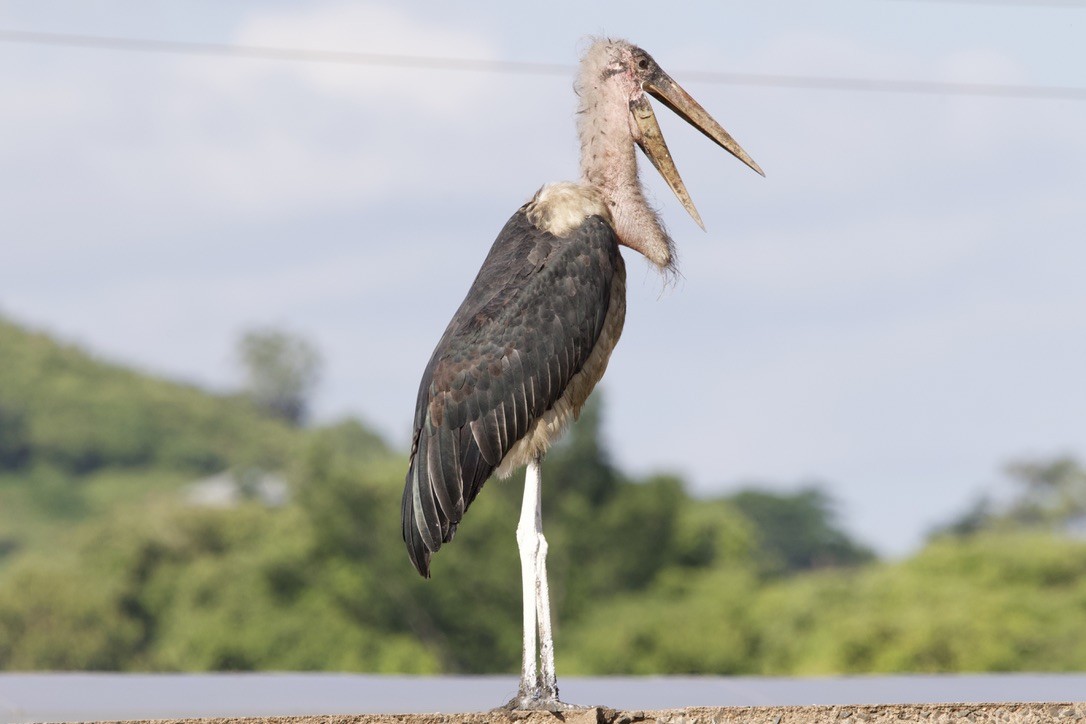 Marabou Stork - Gabriel Leite