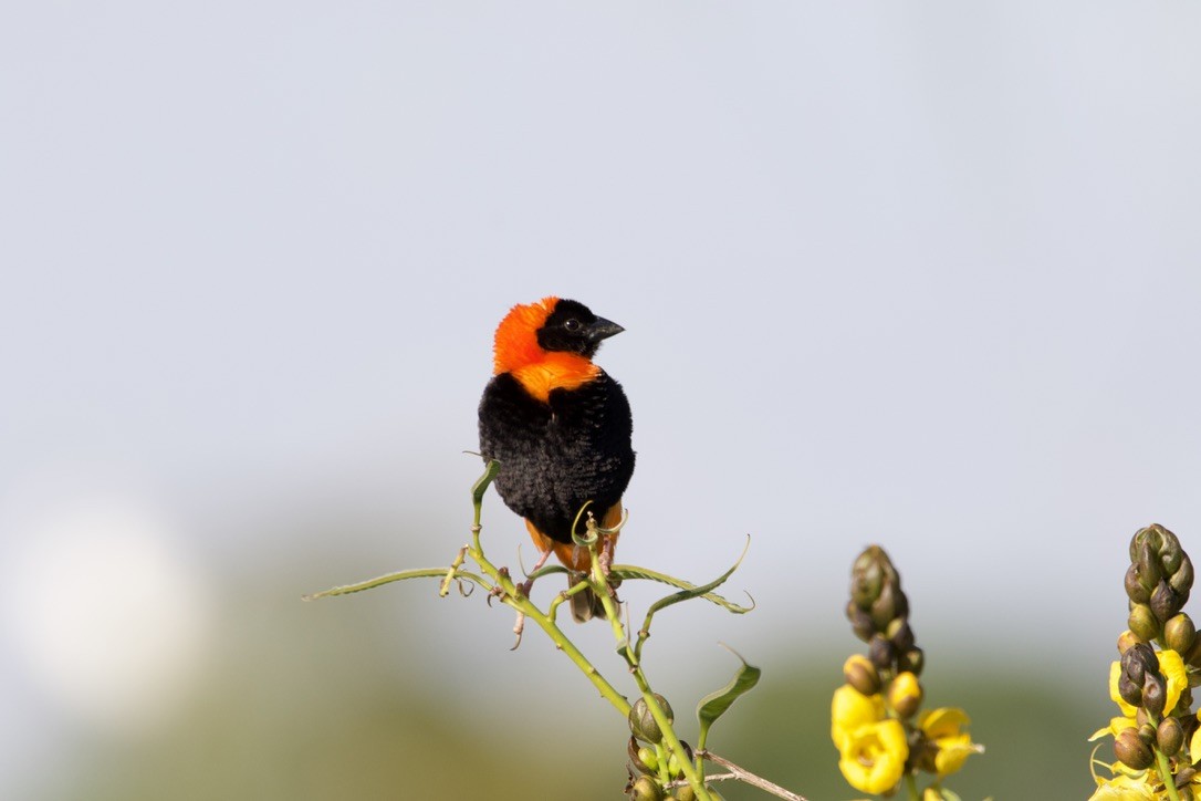 Southern Red Bishop - Gabriel Leite