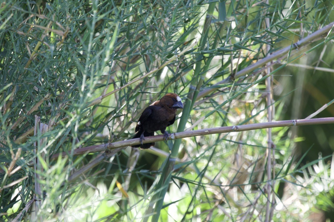 Grosbeak Weaver - Gabriel Leite