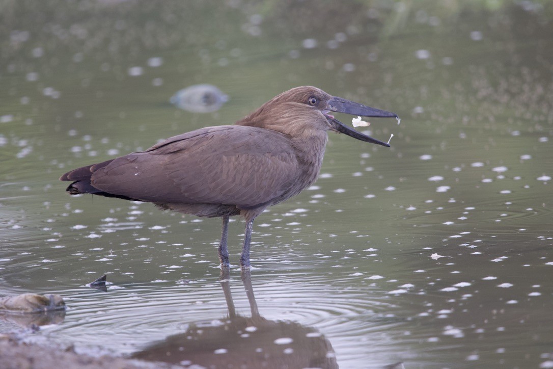 Hamerkop - Gabriel Leite