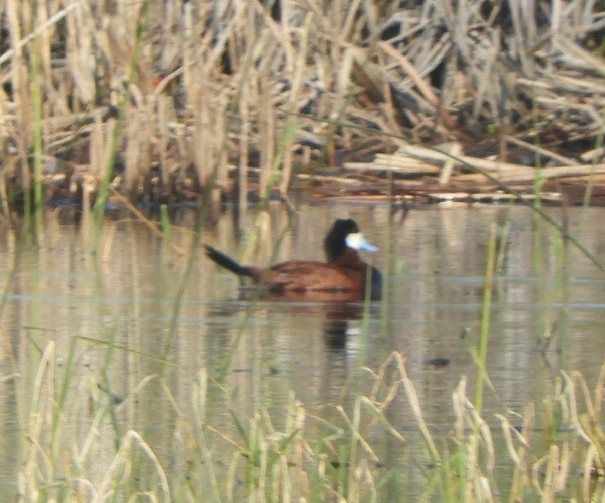 Ruddy Duck - Peter Olsoy