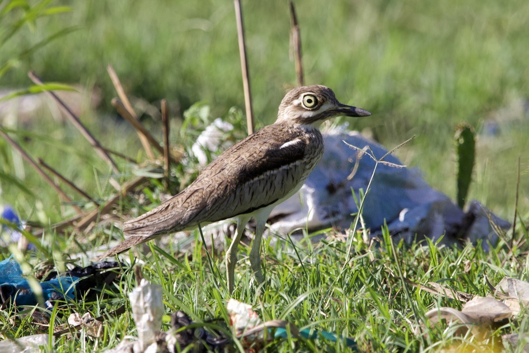 Water Thick-knee - Gabriel Leite