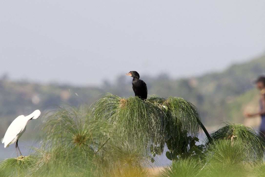Long-tailed Cormorant - Gabriel Leite