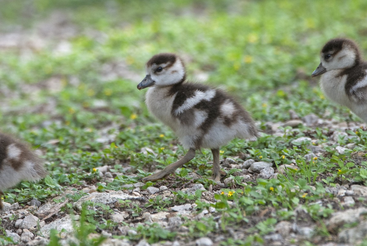 Egyptian Goose - ML589374511