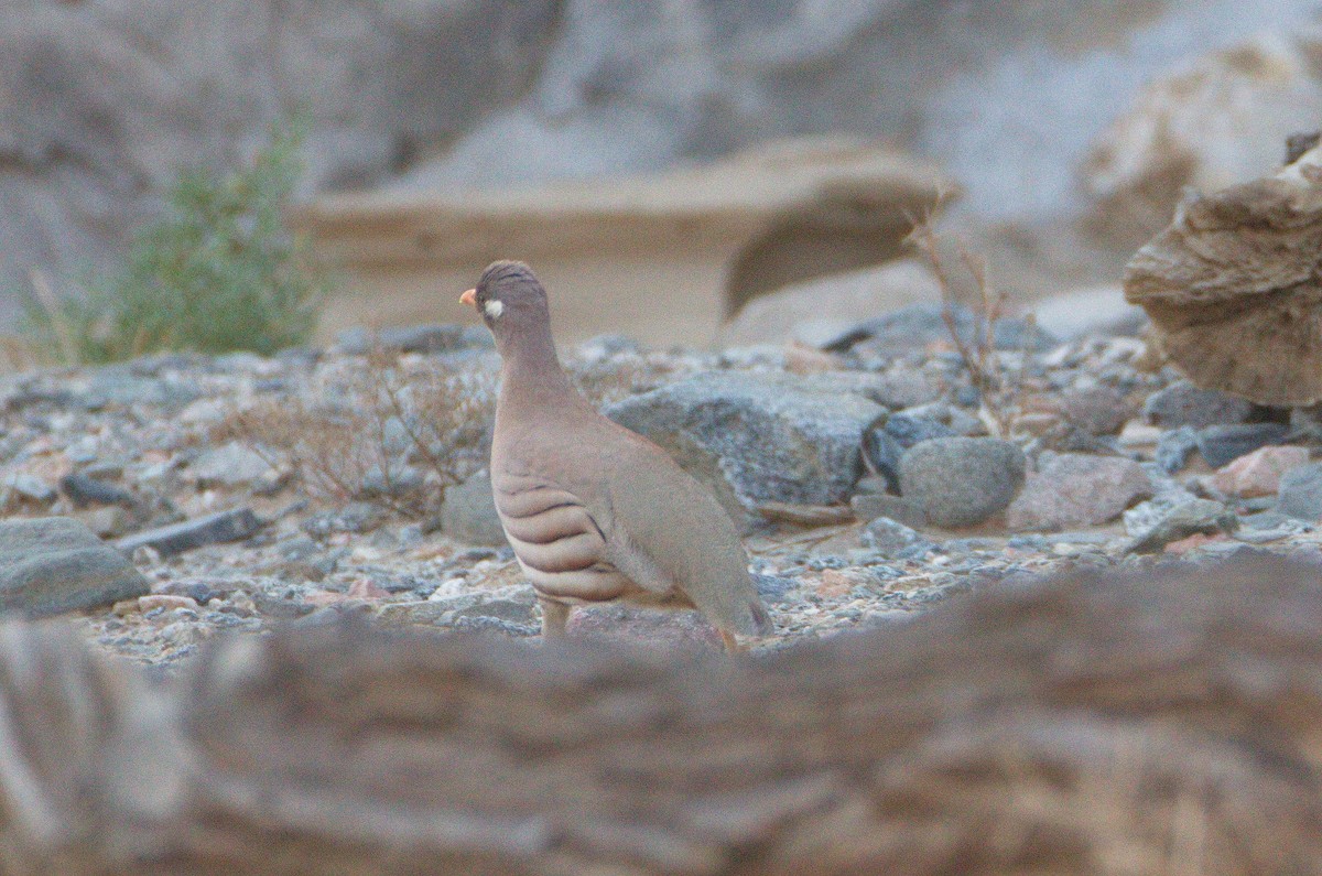 Sand Partridge - ML589374671