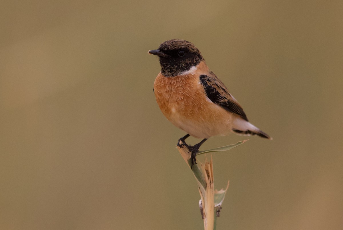 European Stonechat - ML589375631