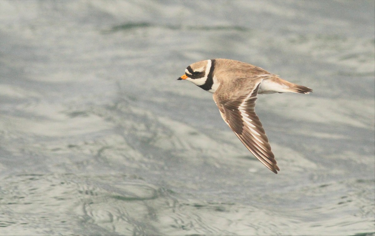 Common Ringed Plover - ML589375771
