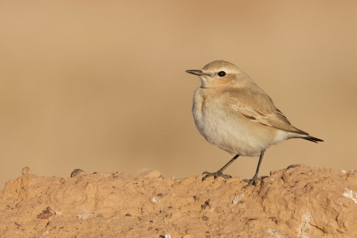 Isabelline Wheatear - Nader Fahd