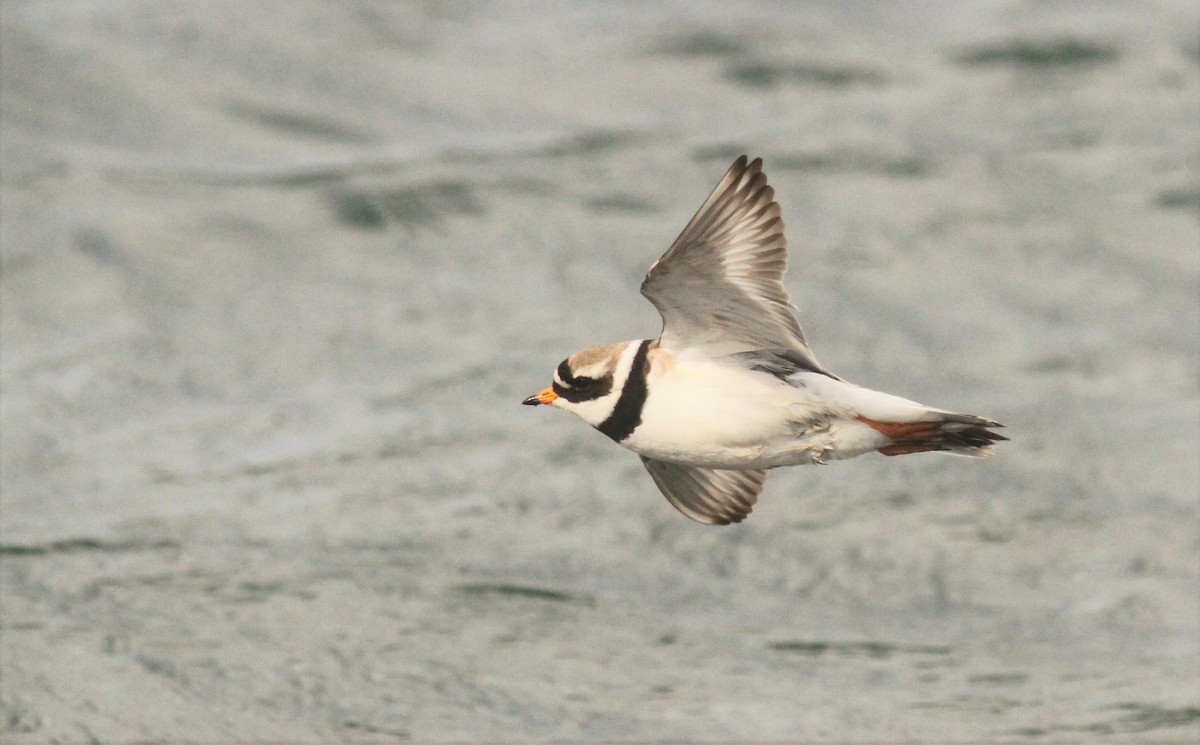Common Ringed Plover - ML589375791