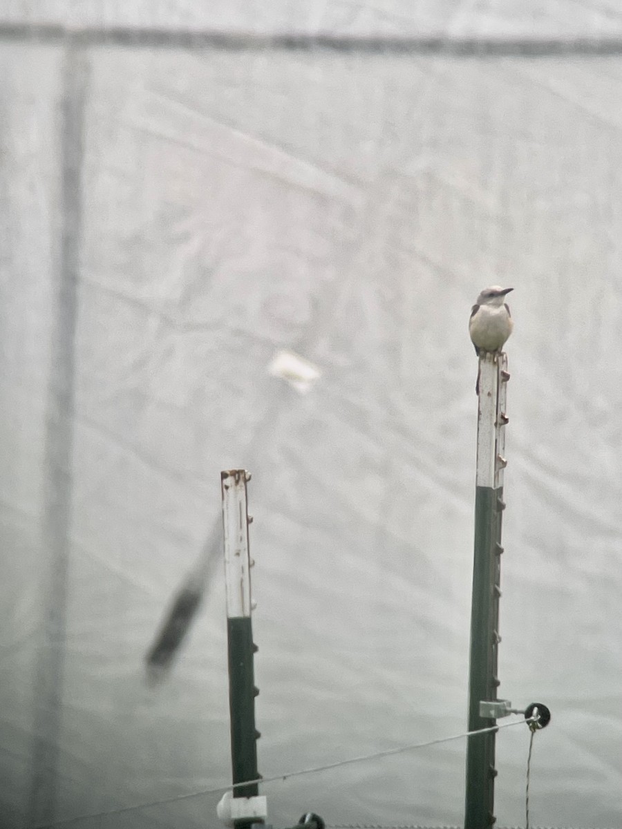 Scissor-tailed Flycatcher - ML589376071