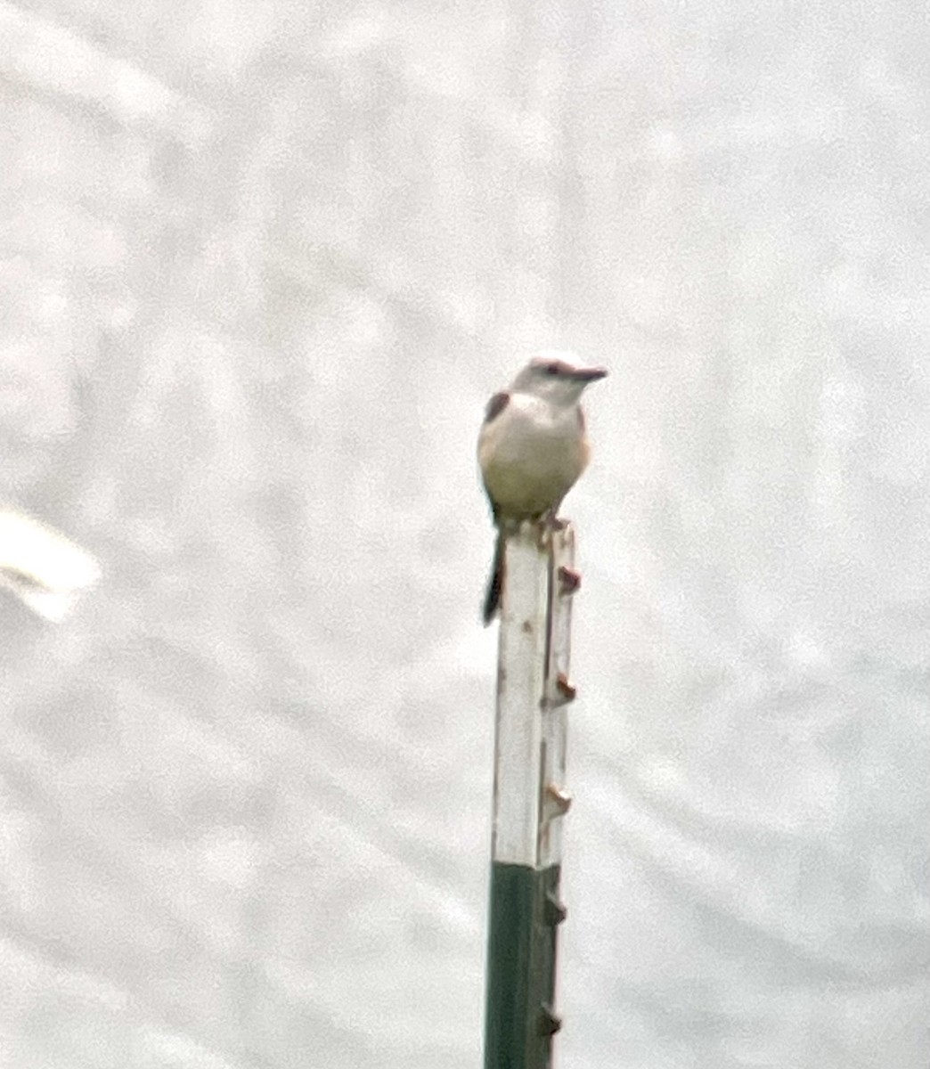 Scissor-tailed Flycatcher - ML589376211
