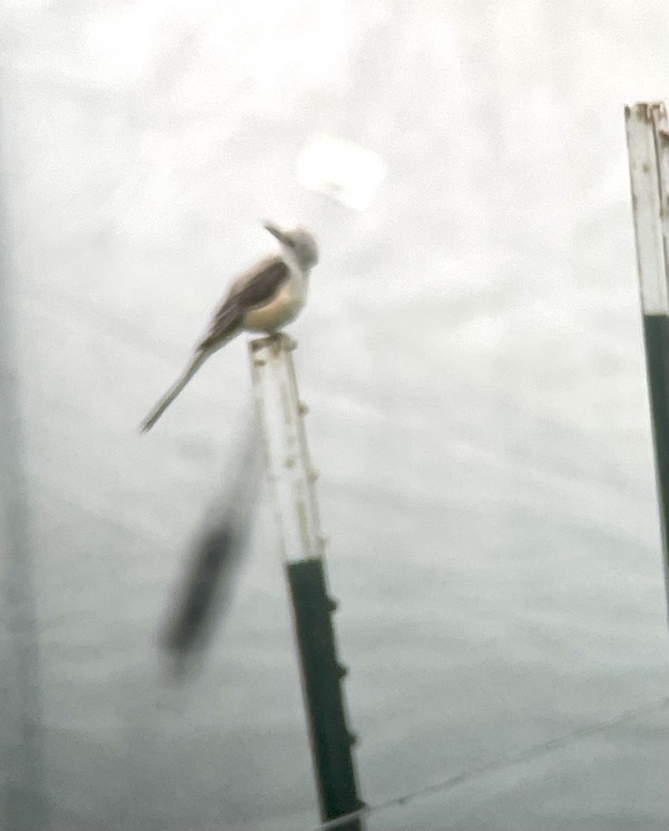 Scissor-tailed Flycatcher - ML589376241