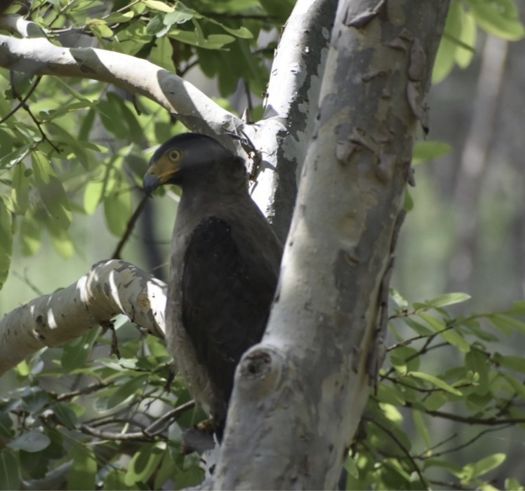 Crested Serpent-Eagle - ML589376691