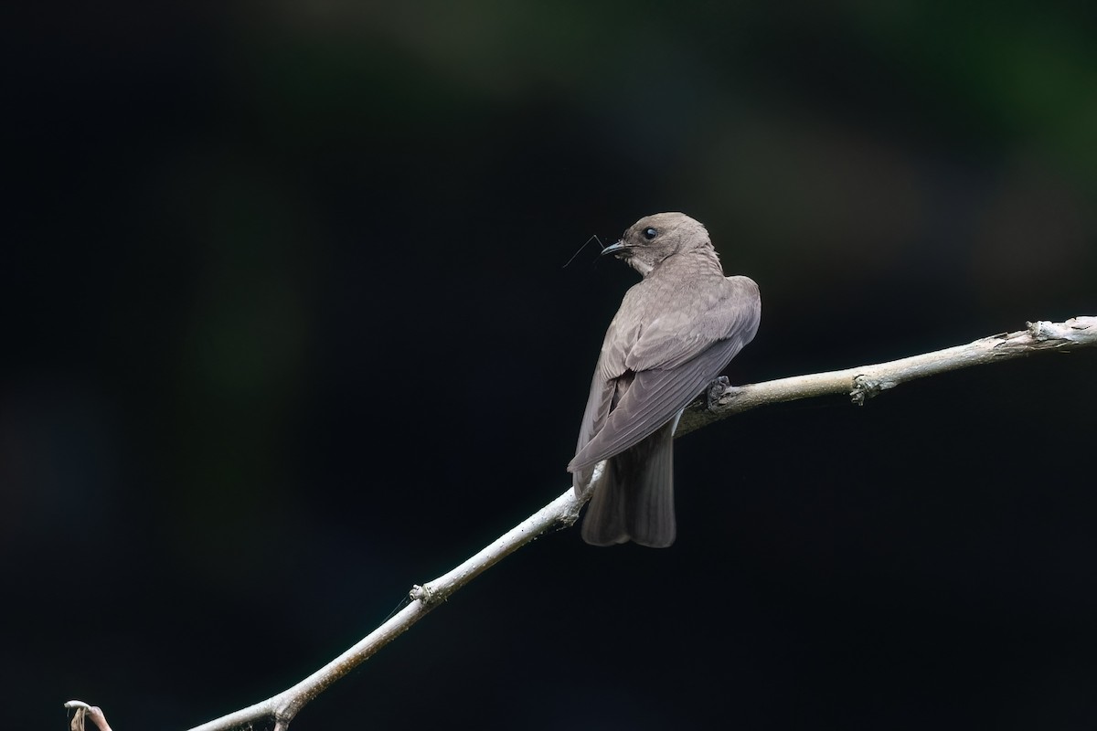 Northern Rough-winged Swallow - ML589378771