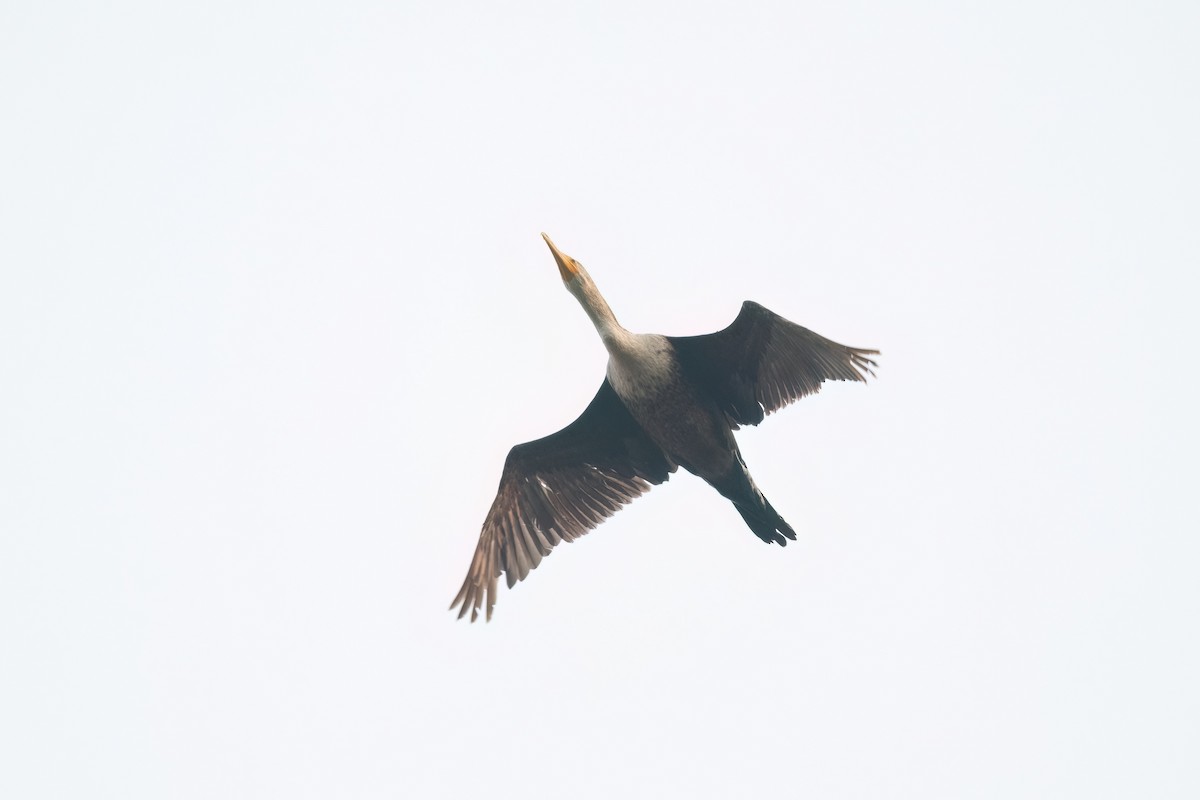 Double-crested Cormorant - ML589378951