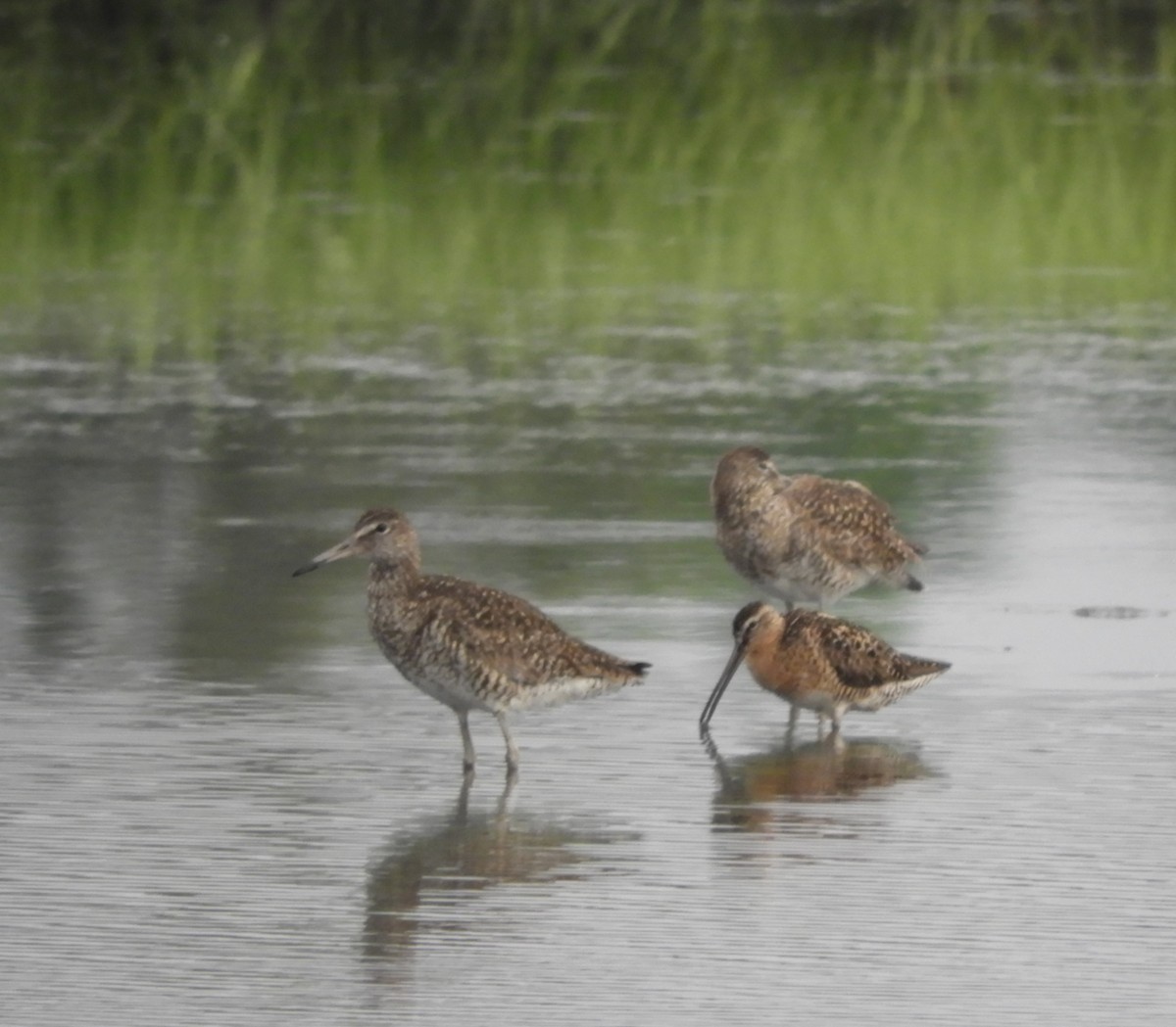 Short-billed Dowitcher - Laura Markley