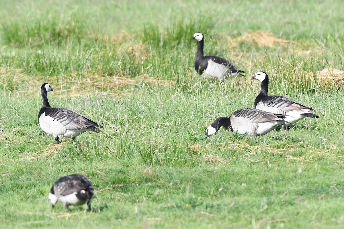 Barnacle Goose - ML589380551