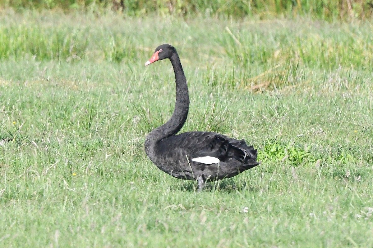 Black Swan - ML589380561