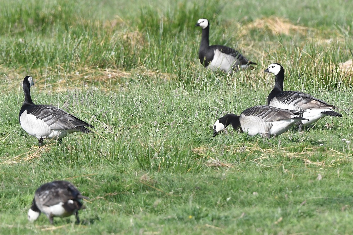 Barnacle Goose - ML589380671