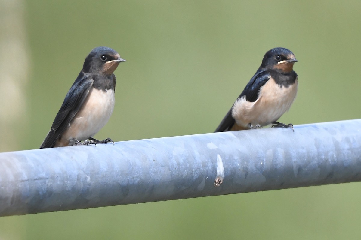 Barn Swallow - ML589380881