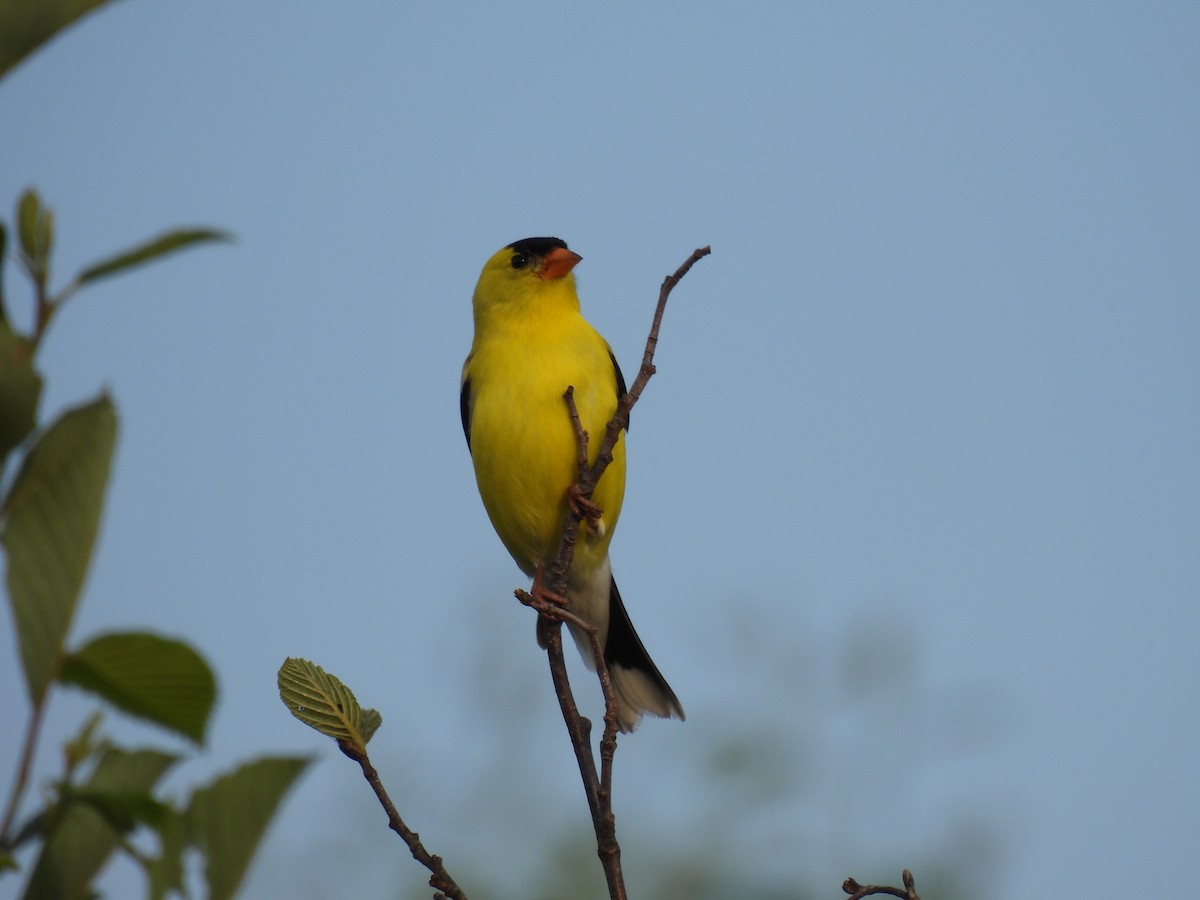 American Goldfinch - ML589380931