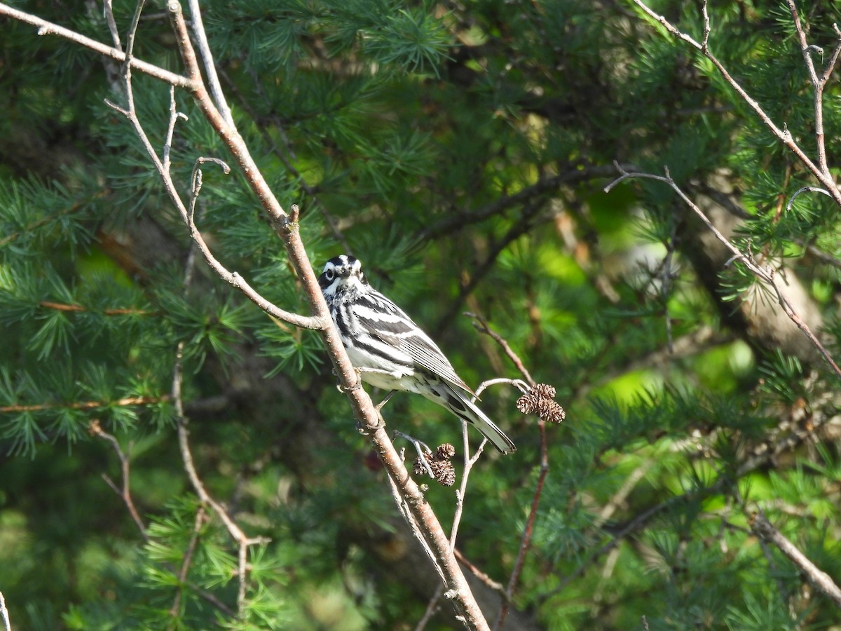 Black-and-white Warbler - ML589380961