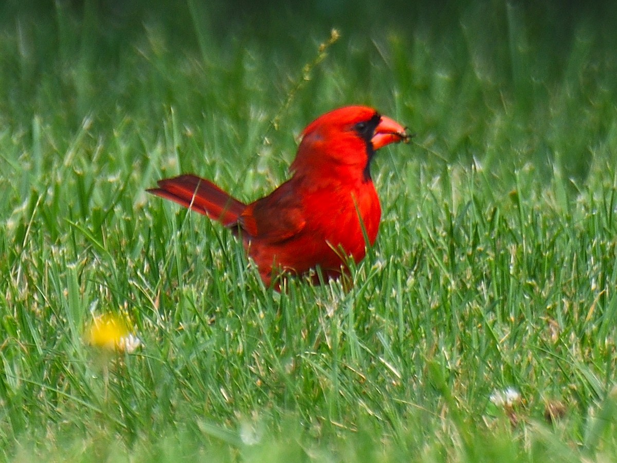 Cardinal rouge - ML589381401