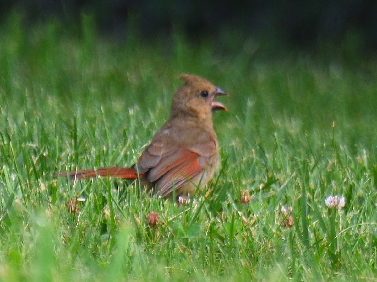 Northern Cardinal - ML589381411