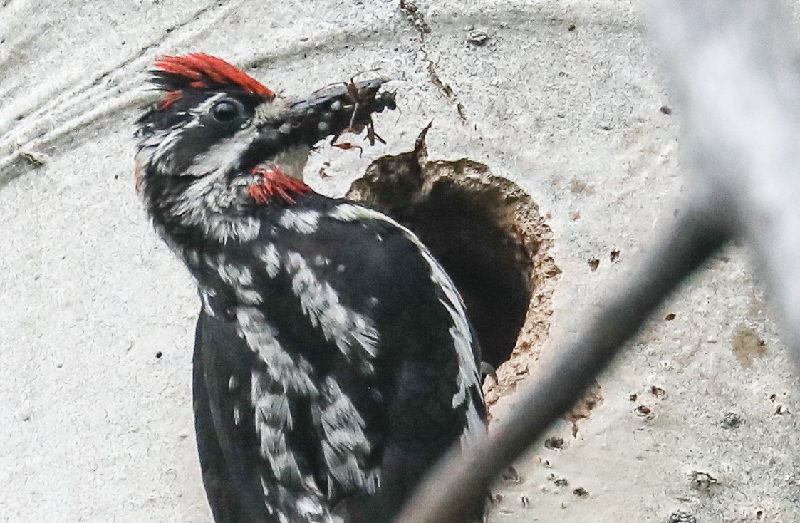 Red-naped Sapsucker - ML589382621