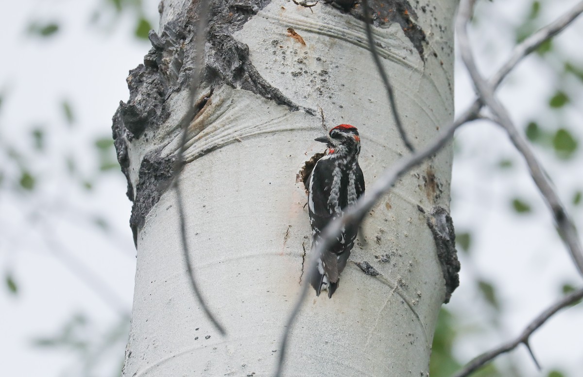Red-naped Sapsucker - ML589382641