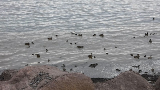 Common Eider - ML589382661