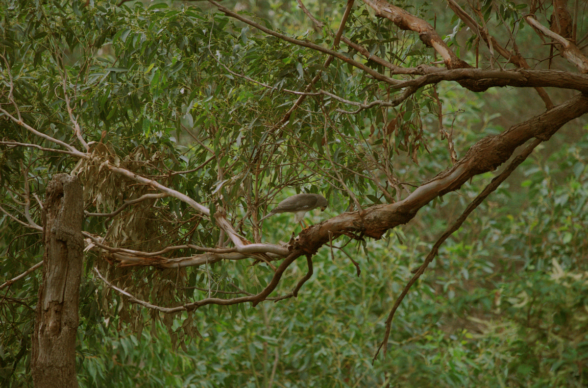 Gray Goshawk - ML589383161