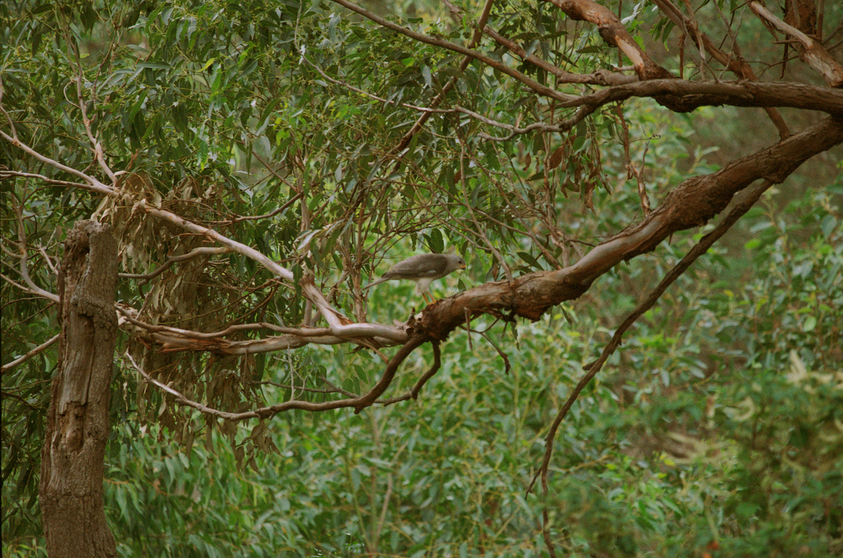 Gray Goshawk - ML589383171