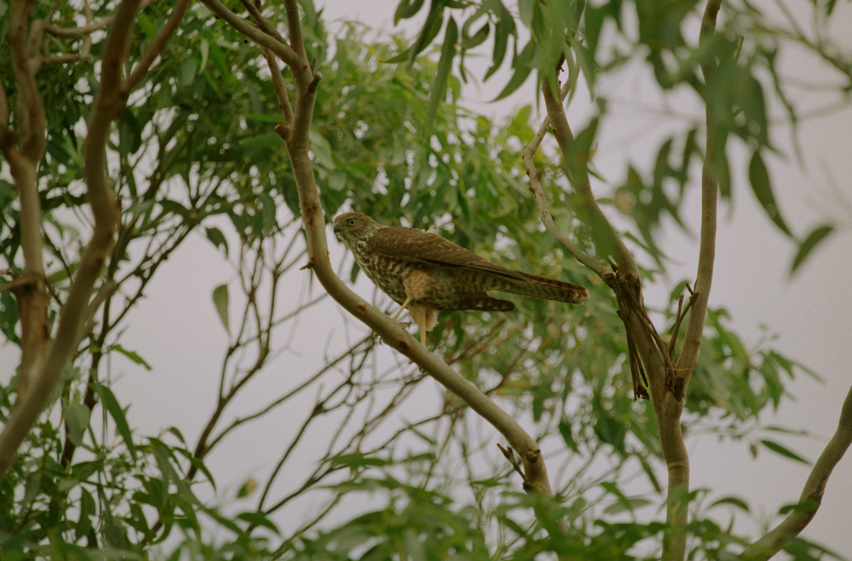 Brown Goshawk - ML589383231