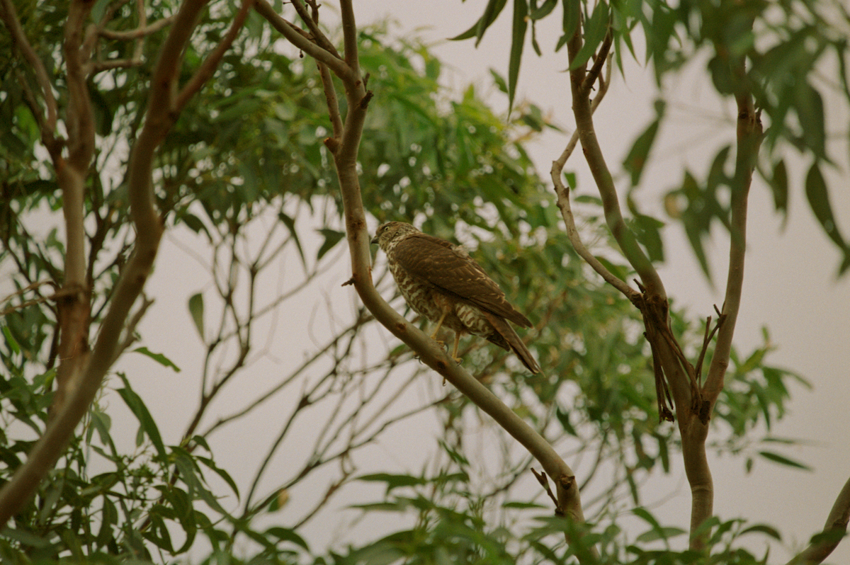 Brown Goshawk - ML589383251