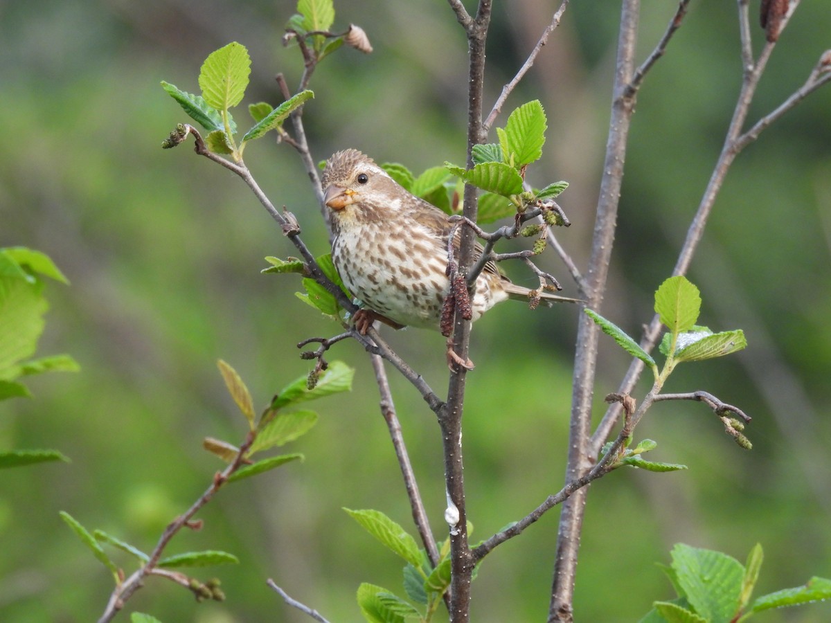 Purple Finch - ML589383541