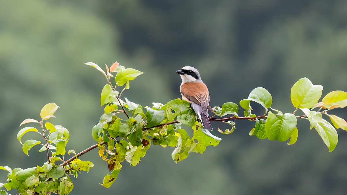 Red-backed Shrike - ML589383641