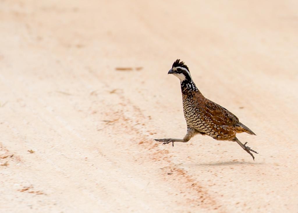 Northern Bobwhite - Kev Bates